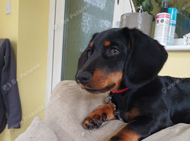 Miniature Dachshund