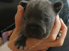 French bulldog puppies