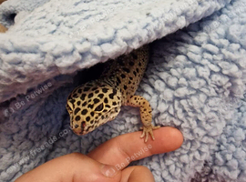 Leopard gecko