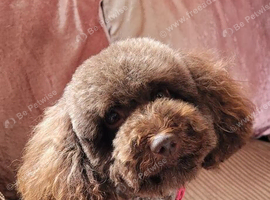 Chocolate toy poodle female