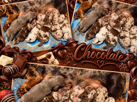 miniture dachshunds
