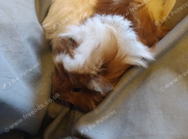 Baby guinea pigs