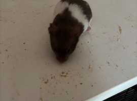 Male hamsters
