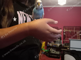 3 budgies. 2 girls 1boy.