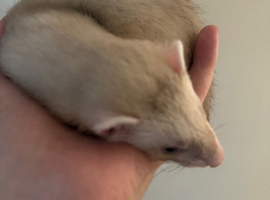 Female ferret baby, needs to be gone urgently