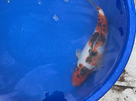 Koi carp sanke ~40cm