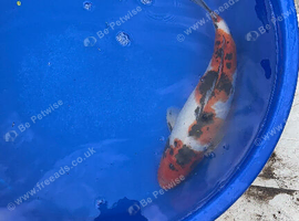 Sanke koi ~40cm