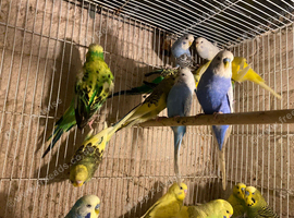 Lots of young budgies available