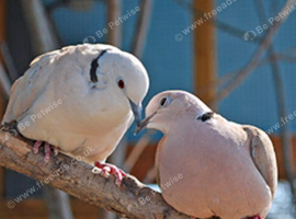 2 ring neck doves with big parrot cage