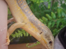 Berber skink