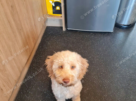 Cockapoo male puppy for sale