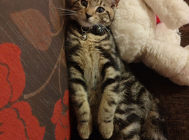 Brown Tabby Male