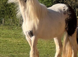 Piebald mare cob