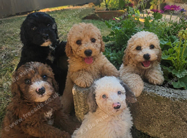 DNA health tested Cavapoos