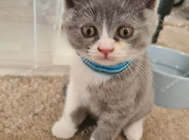British shorthair carrier Himalayan gene
