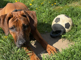 Rhodesian Ridgeback Male