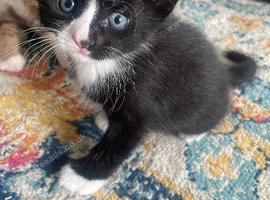 5 Beautiful Kittens for sale &pound;50