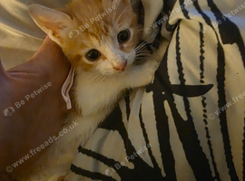 6 ginger and white kittens