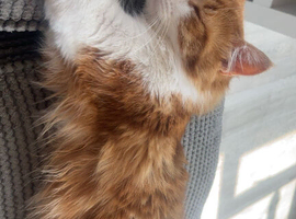 Half Maine coon kittens