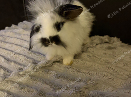 ready 24/9/26 4xmini lion lops bunnies available