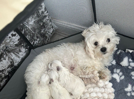 Malitachon X Korean miniature Maltese