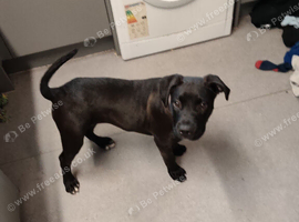 Female puppy