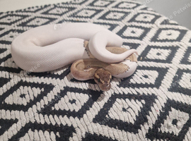 ball pythons