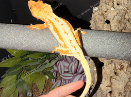 Crested gecko breeding project