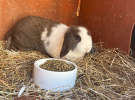 Last one of my litter left Mini Lop Boy