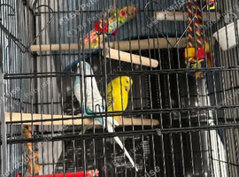 Female budgies