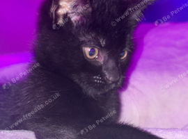 2/3 month black kitten