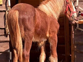 Chestnut cob 11&rsquo;ths
