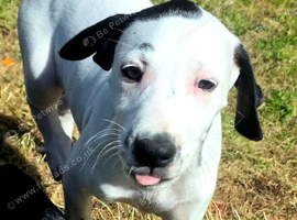 2x 9 Weeks Old Staffy x Saluki pup