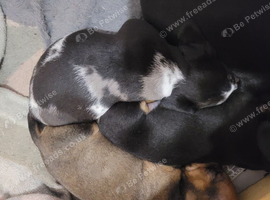 4 miniature sausage dogs