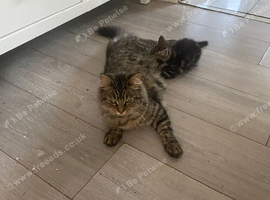 Maine Coon