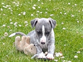 Stunning whippet girl .