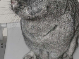 French cross bunny