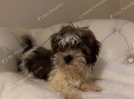 One stunning boy available