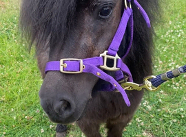 Gorgeous Mini Black Shetland Mare Perfect Companion