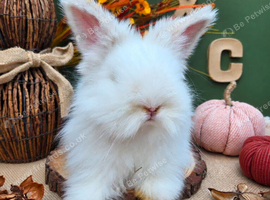 BEW English Angora Buck