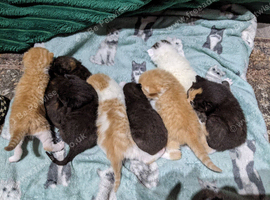 8 Kittens
