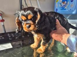 Very Sweet King Charles Cavalier puppy