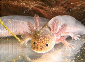 Black meleniod axolotl