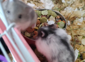 Little babies of dwarf Hamster