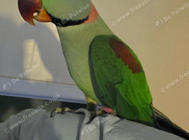 Pair of alexandrine parrots
