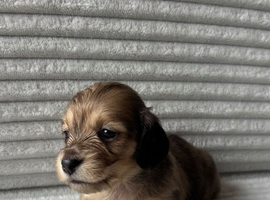 Beautiful Long-Haired Miniature Dachshund Puppies