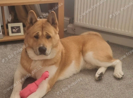 American Akita Male