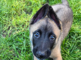 Belgian Malinois x German Shepherd