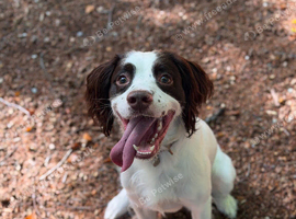 2 year old springer for sale