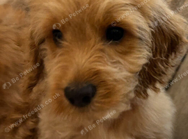 Cockapoo male